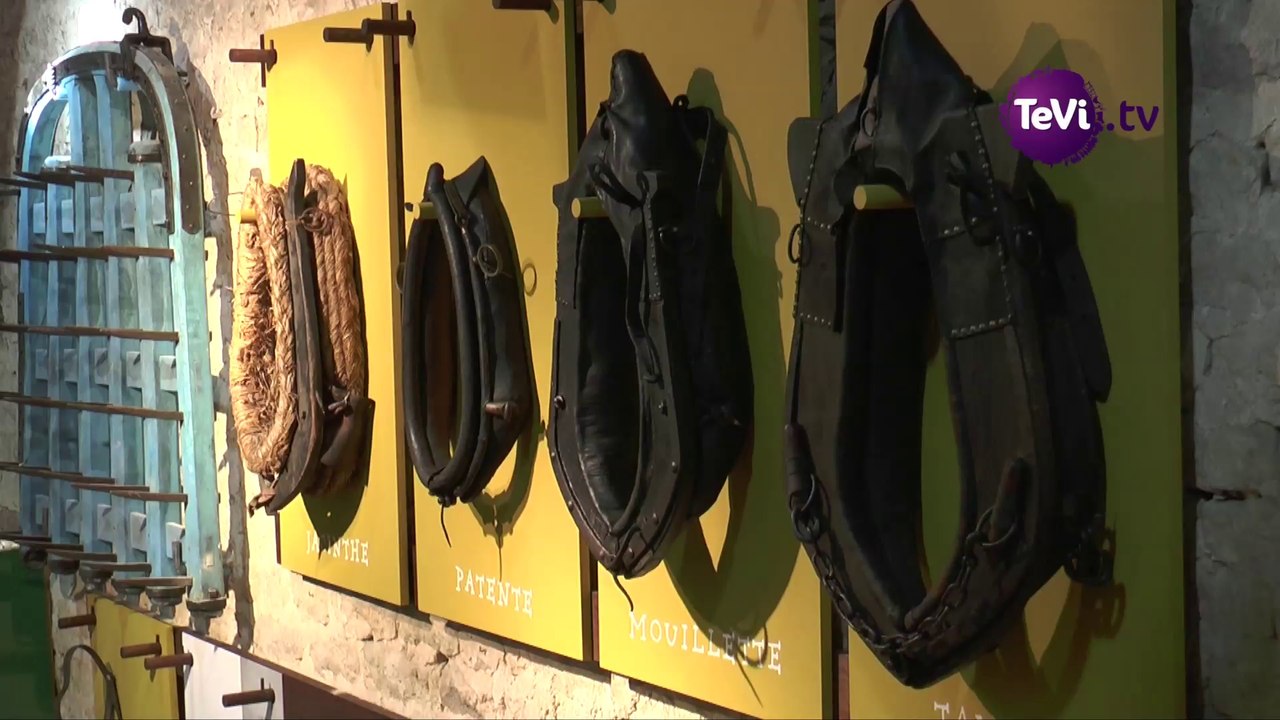 Chevaux de trait ste mère église [Tévi]