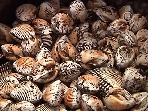 Тысячи моллюсков выбросило на берег в Пакистане