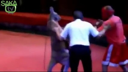 Kanguru Boksör Olursa