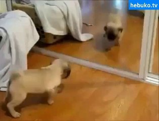 bu köpekler süper yetenek! :D