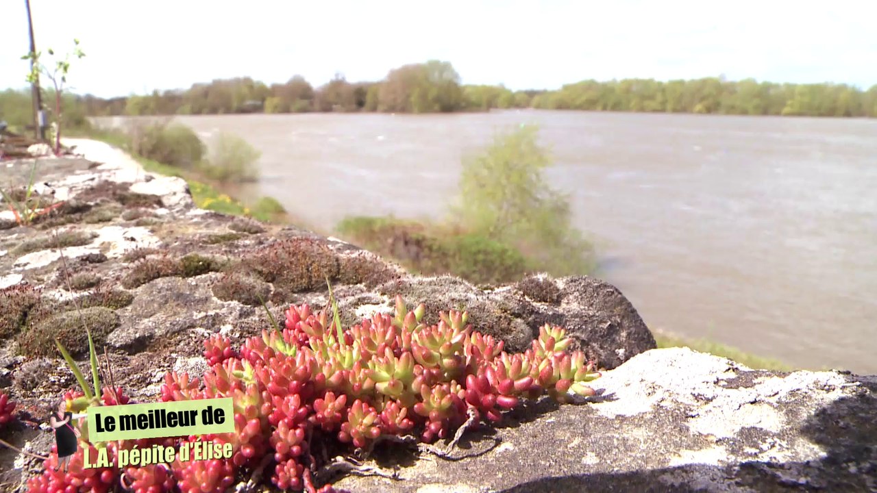 Le Best Of de L.A pépite d'Elise #1