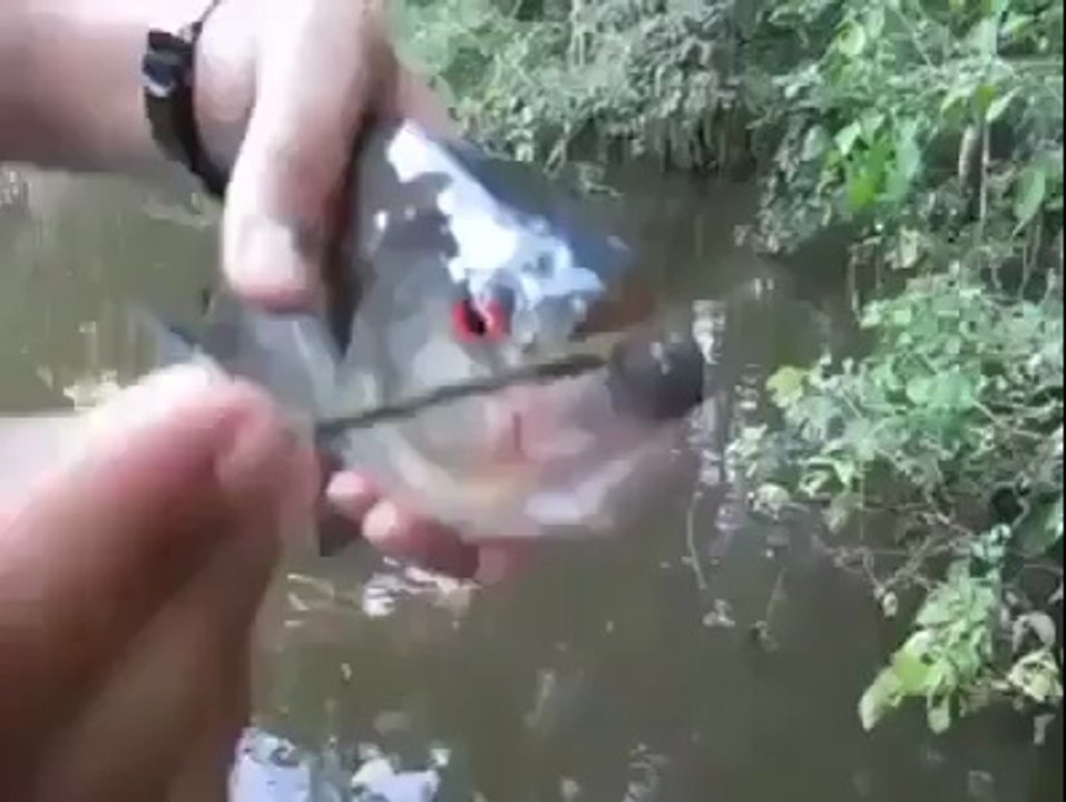 Wow What a fish
