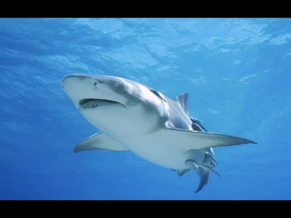 Shark pictures