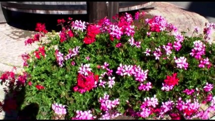 Les Invités D!CI : emission spéciale Montgenèvre