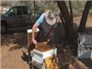 اختفاء النحل ظاهرة تؤرق الأميركيين