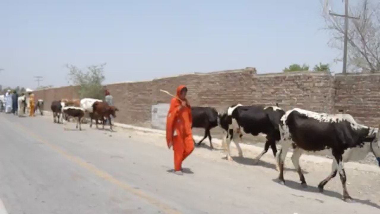 IDPs