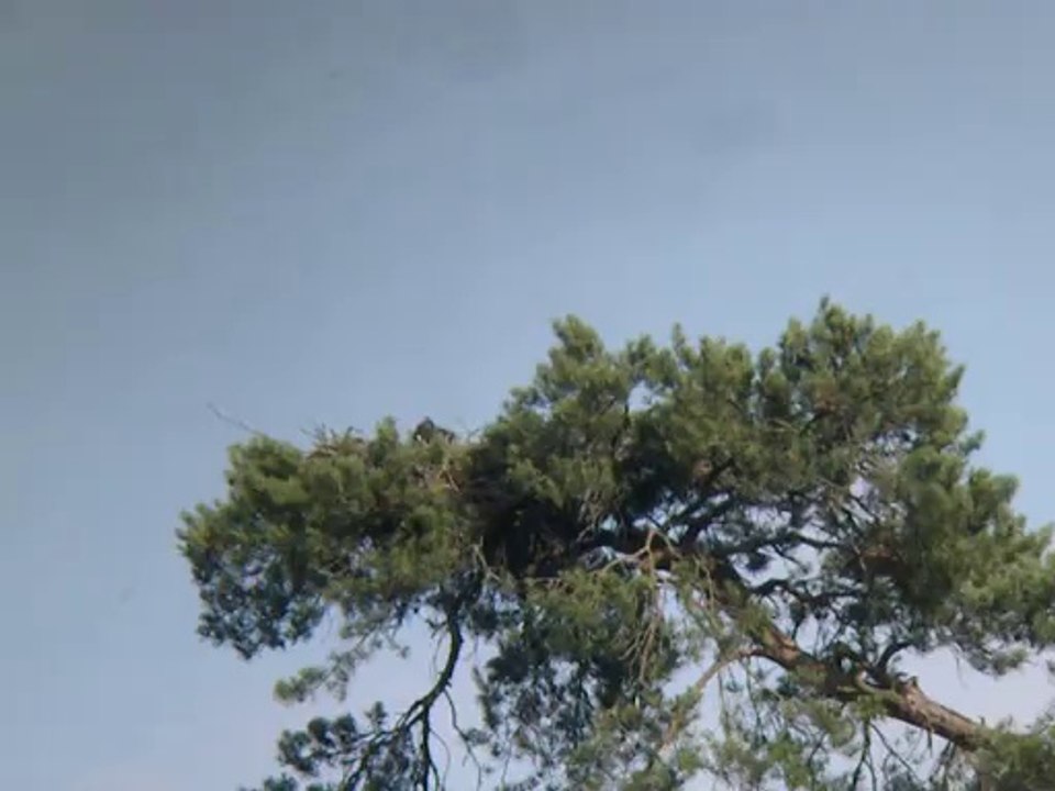 Balbuzard au Ravoir, le 3 juillet 2014