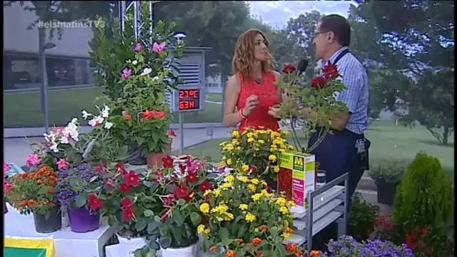 TV3 - Els Matins - Barcelona acull la trobada de Harley-Davidson més gran d'Europa