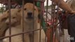 Two Adorable Puppies Saved At Chinese Dog Meat Festival