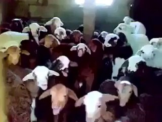 آیک بار یہ ویڈیو ضرور دیکھیں آور آگے شئیر کریں you must like it.