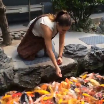 great video food food feeding to beautiful fishes.