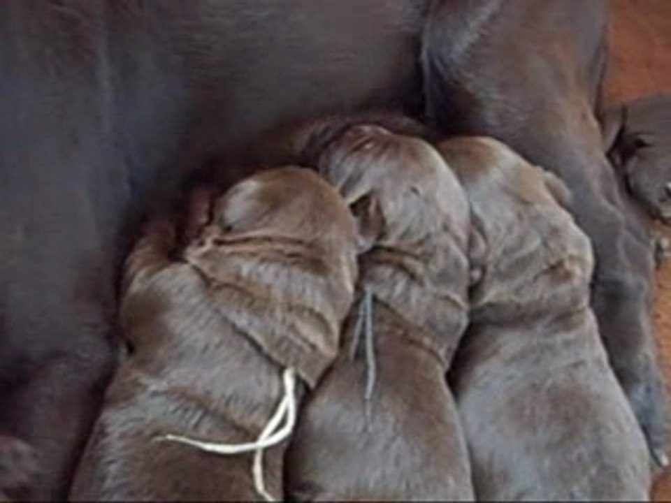 Têtée 31 01 chiots labrador chocolat