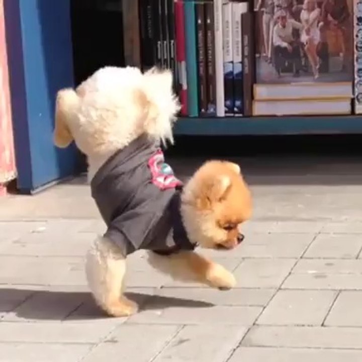 Handstanding Dog