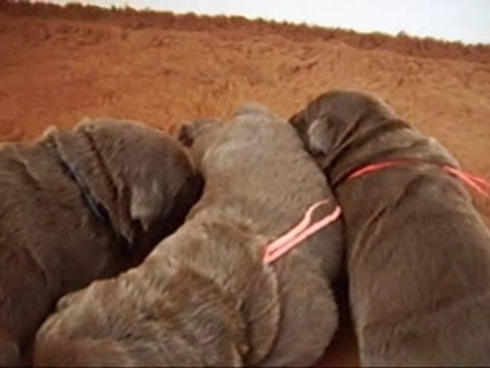 Chiots Labradors Chocolat 31 01