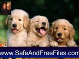 Download Puppies Screensaver 1.0 Serial Number Generator Free