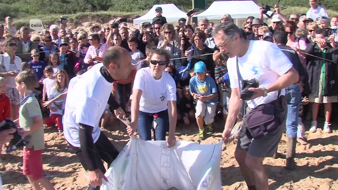 Célà tv Le JT - L'Aquarium La Rochelle remet à la mer 5 tortues