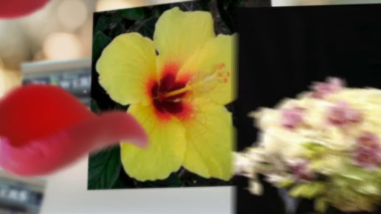 Four Seasons Flower Shop