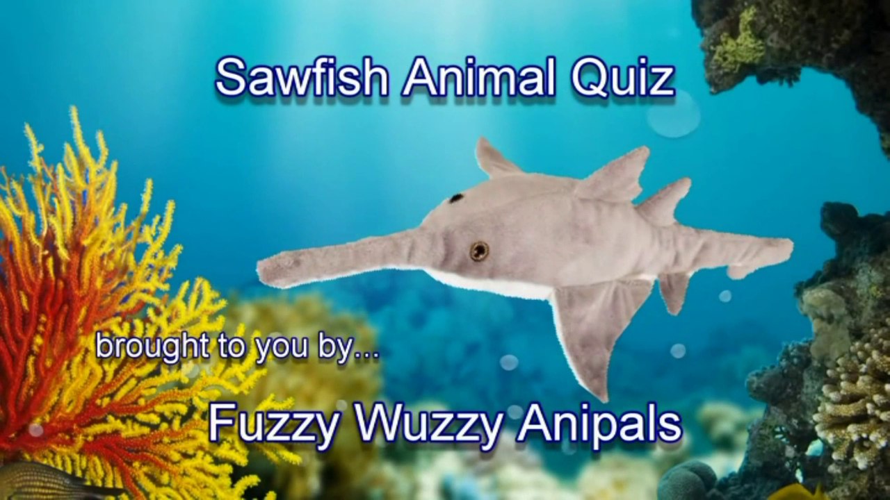 Sawfish Animal Quiz