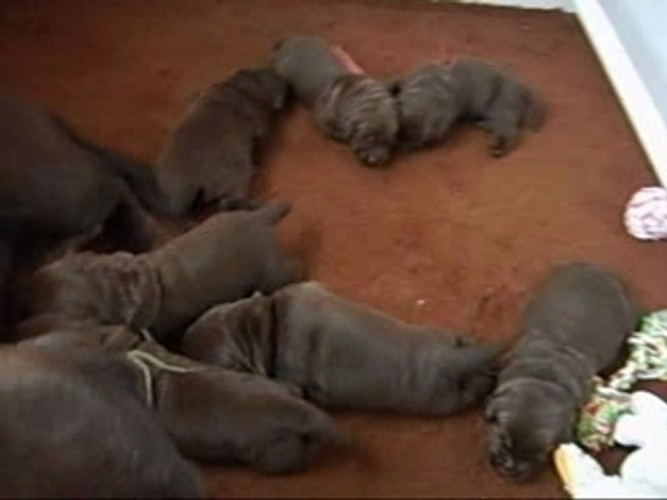 Chiots Labradors Chocolat 31 01