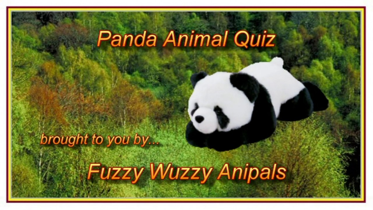 Panda Animal Quiz