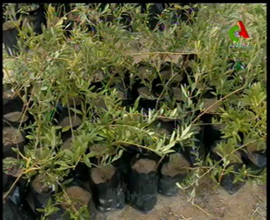 Algerie,Tebessa,huilerie, oléiculture