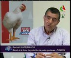 Algerie,Tlemcen,production avicole moderne