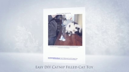 Top 10 Hilariously Fun DIY Catnip Toys