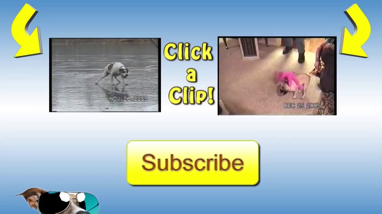 Cat Opens Door