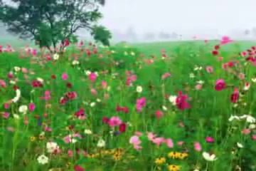 Phool main bhejon dil ye karta hay