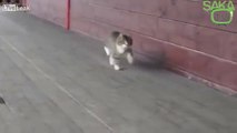 Komik Yürüyen Kedi