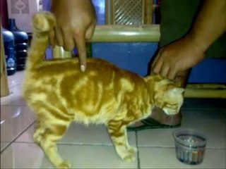 Allah written on Cats {Miracles Museum}