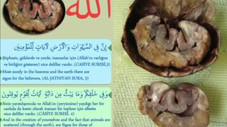 Allah written on Walnuts {Miracles Museum}