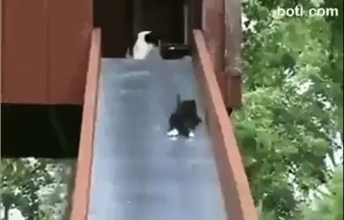 Kaydıraktan kayan yavru kediler