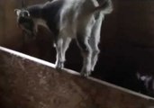 Nutmeg the Goat Shows Incredible Balancing Tricks