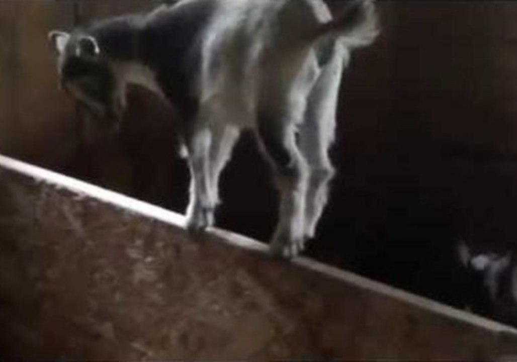 Nutmeg the Goat Shows Incredible Balancing Tricks