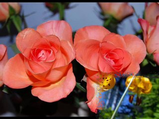 YILDIZ DEMİRKOL SAVAŞ-yıldızlıtürküler-AKLIM FİKRİM ZAY EYLEDİ YAR BENİM