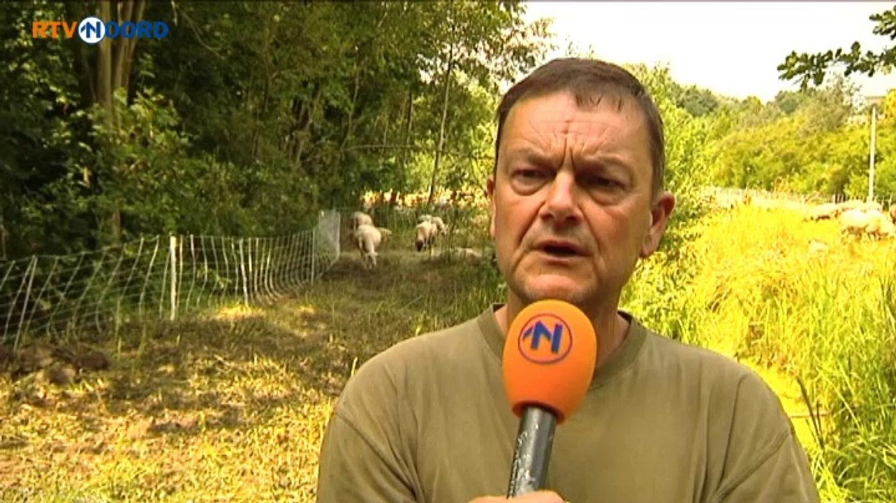 Zoveelste vernieling bij schaapskudde: Je wordt er moedeloos van - RTV Noord