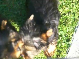 JERRY-LEE & JOLIE MÔME dans le parc à l' extérieur.....