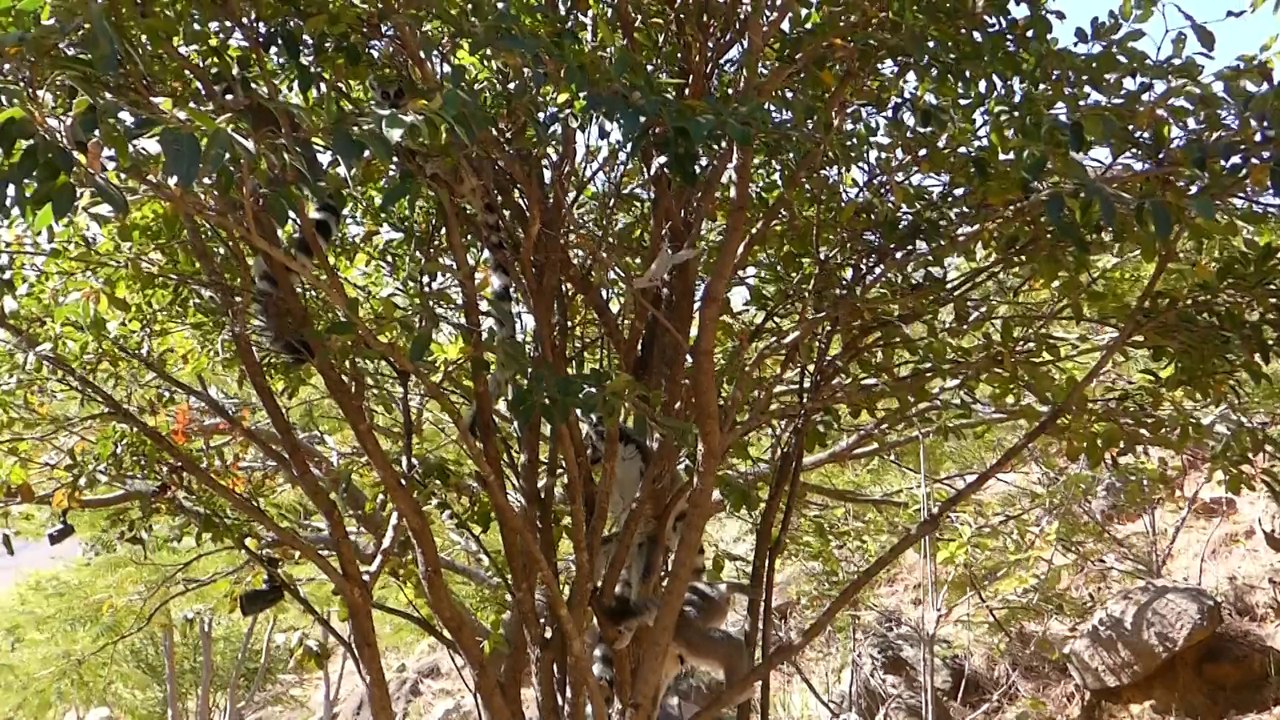 Les lemuriens LEMUR-CATTA