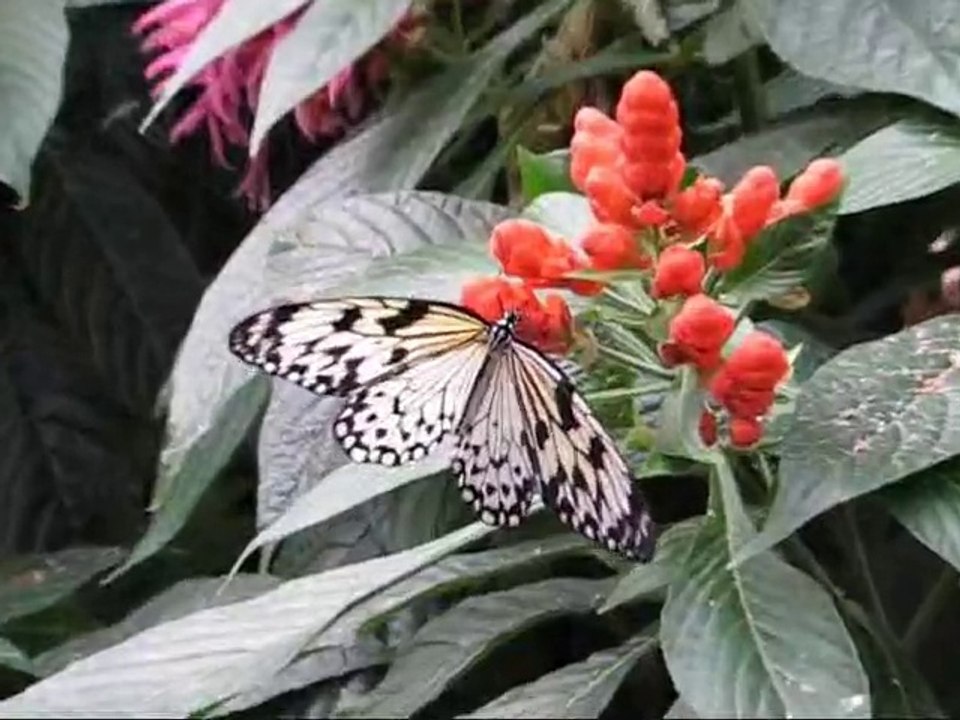 Montreal Papillons en Liberte