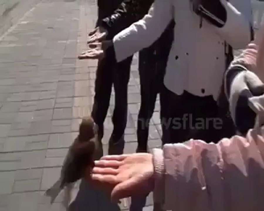 Japanese old man begging with birds interesting.