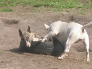 BULL TERRIER ROTTWEILER JOUER