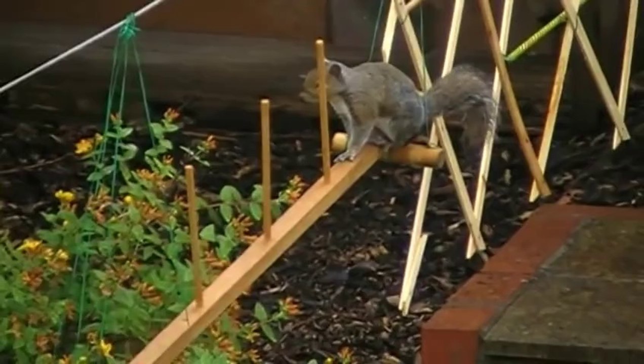 Man Builds Squirrel Obstacle Course In Backyard Vidéo Dailymotion