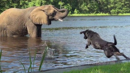 Descargar video: Cute dog and elephant are best friend! They play in the water! So so adorable...