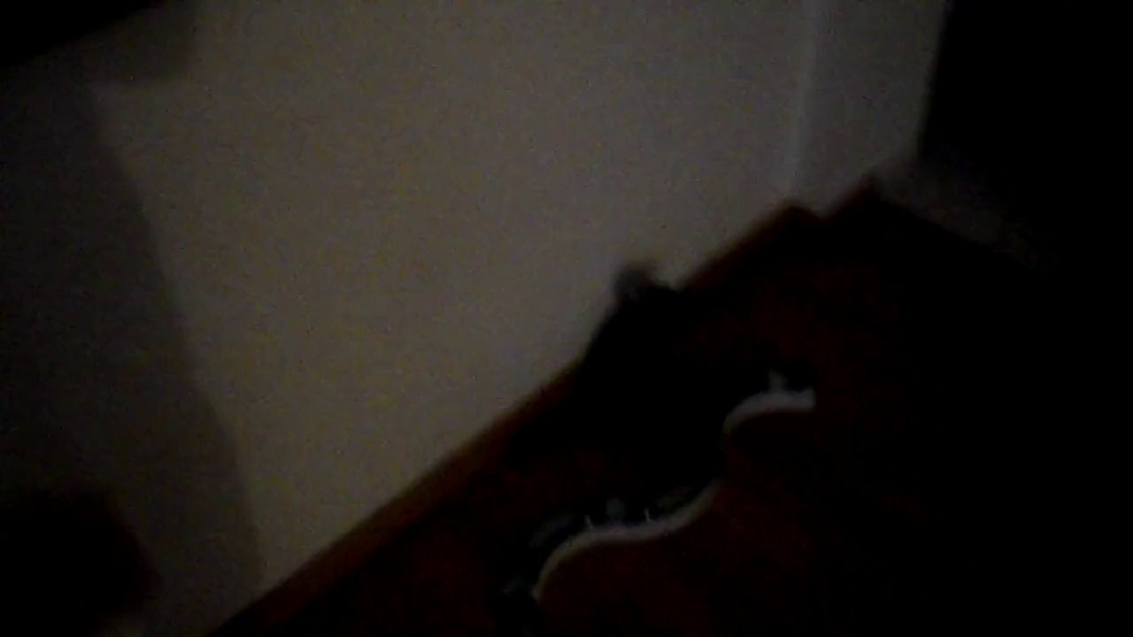 Mallorca chaton - 2014