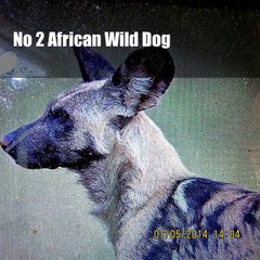 Top Five Killer Dangerous and Ferocious Dogs Explained