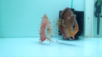 MVI_3174 [Yüksek Kalite ve Büyüklük]