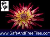 Download Beautiful Spring Flowers in Bloom Screensaver 1.0 Product Code Generator Free