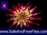 Download Beautiful Spring Flowers in Bloom Screensaver 1.0 Activation Number Generator Free