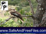 Download Birds Galore Screensaver 1.0 Product Code Generator Free